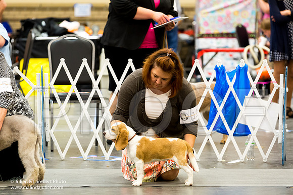 Beagle Ann Wolf Sun-2410-Longview2017-HR3