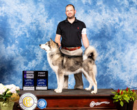 Alaskan Malamute #6 Sat WB Judge Jan Paulk