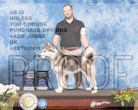 Alaskan Malamute #6 Sat WB Judge Jan PaulkMMJ_0688-MdlndM792021_HR3