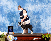 Border Collie #16 Sat 4to6 BOB Judge Helen Dorrance