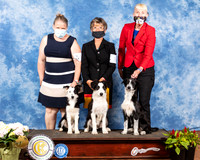 Border Collie Puppy Group Paula Holcomb