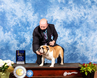 Bulldog #17 Sat BOB Judge Cindy Meyer