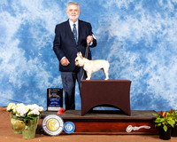 French Bulldog #32 Sat 4to6 BOB Judge Helen Dorrance