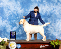 Labrador Retriever #25 Sat WD Maj Judge Brian Meyer