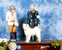 Samoyed #18 Sat 4to6 Best Puppy Judge Helen Dorrance