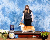 Pembroke Welsh Corgi #15 Sat BOB Judge Col Joe Purkhiser