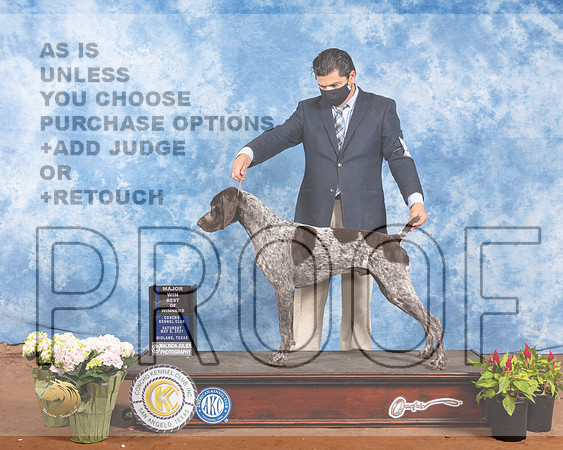 German Shorthaired Pointer #19 Sat Judge Helen DorranceMMJ_0759-MdlndM792021_HR3