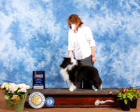 Shetland Sheepdog #5 Sat BOB Maj Judge Col Joe Purkhiser
