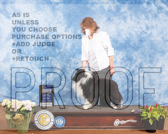 Shetland Sheepdog #5 Sat BOB Maj Judge Col Joe PurkhiserMMJ_0776-MdlndM792021_HR3