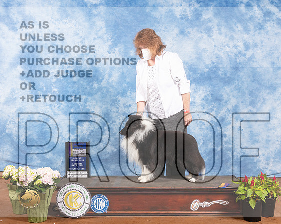 Shetland Sheepdog #5 Sat BOB Maj Judge Col Joe PurkhiserMMJ_0778-MdlndM792021_HR3