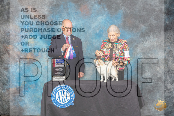 Chihuahua Long Coat #37 Sun BOWBOSM Judge John Constantine-Amodei_JP_0824_ToyHstn2023_HR3