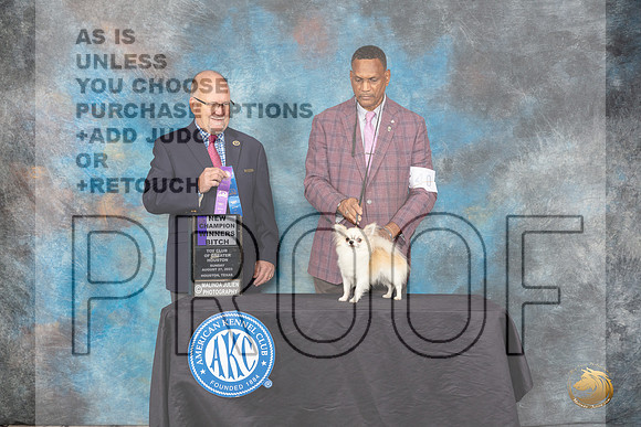 Chihuahua Long Coat #40 Sun WBCH Judge John Constantine-Amodei_JP_0832_ToyHstn2023_HR3