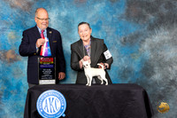 Chihuahua Smooth #6 Sun BOSWBCH Judge John Constantine-Amodei