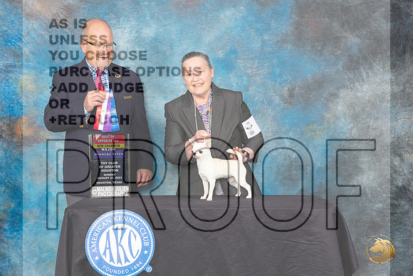 Chihuahua Smooth #6 Sun BOSWBCH Judge John Constantine-Amodei_JP_0784_ToyHstn2023_HR3