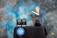 Italian Greyhound #11 Sun BOBMBOWBP Judge John Constantine-Amodei