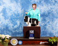 Cavalier King Charles #9 Sat BOB Judge Jon Cole