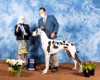 Great Dane #5 Sat BOW Judge Jan Paulk