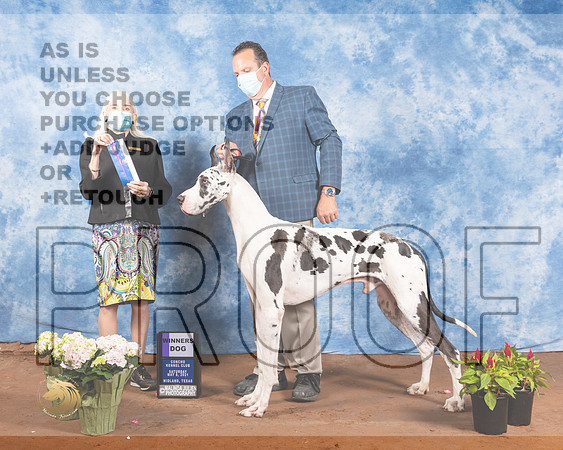 Great Dane #5 Sat BOW Judge Jan PaulkMMJ_0794-MdlndM792021_HR3