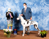 Great Dane #8 Sat BOS Judge Jan Paulk