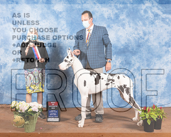 Great Dane #8 Sat BOS Judge Jan PaulkMMJ_0798-MdlndM792021_HR3