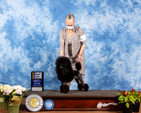 Poodle Miniature #8 Sat BOB NCh Judge Cindy Meyer