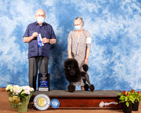 Poodle Miniature #8 Sat BOW Maj Judge Joe Purkhiser