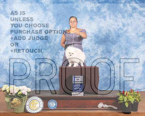 Pomeranian #19 Sat BOW Judge Jon ColeMMJ_0867-MdlndM792021_HR3