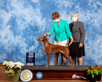 Vizsla #20 Sat WB Judge Jon Cole