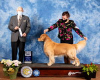 Golden Retriever #7 Sat SD Judge Brian Meyer