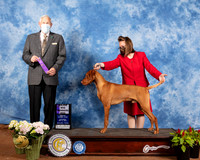 Vizsla #5 Sat WD Maj Judge Brian Meyer