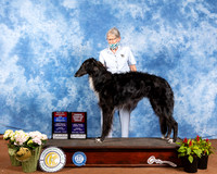 Borzoi #9 Fri BOS BOH Judge Dr Carol Moser RESHOOT