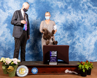Poodle Toy #21 Sat WD Judge Jon Cole