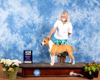 American Staffordshire Terrier #10 Fri BOW Judge Jan Paulk Reshoot