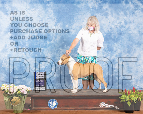 American Staffordshire Terrier #10 Fri BOW Judge Jan Paulk ReshootMMJ_0925-MdlndM792021_HR3