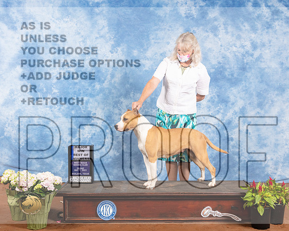 American Staffordshire Terrier #10 Fri BOW Judge Jan Paulk ReshootMMJ_0926-MdlndM792021_HR3