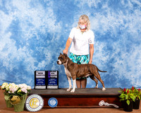 American Staffordshire Terrier #8 Sat WB NCh Judge Col Perkhiser