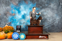Havanese #17 Sun BOWWDM Judge Shelley Hennessy