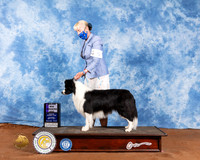 Border Collie #5 Sat WD Maj Judge Brian Meyers
