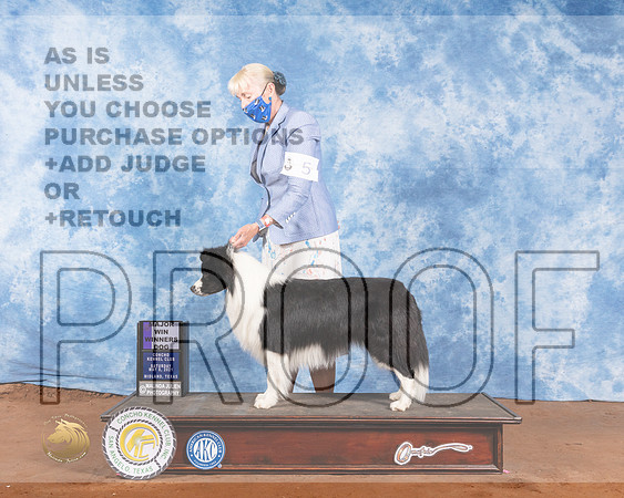 Border Collie #5 Sat WD Maj Judge Brian MeyersMMJ_0966-MdlndM792021_HR3