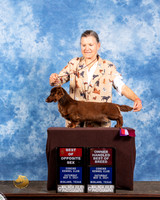 Dachshund Longhaired #20 Sat BOS OHBOB Judge Cindy Meyer