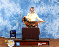 Dachshund Longhaired #7 Sat BOB Judge Cindy Meyer