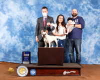 French Bulldog #38 Sat BOB Judge Cindy Meyer
