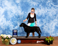 Labrador Retriever #16 Sat WBMaj Judge Brian Meyer