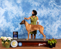 Rhodesian Ridgeback #6 Sat BOS NGrCh Judge Cindy Meyer