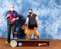 Shar Pei #6 Sat G2 Judge Col Joe Purkhiser