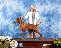 Vizsla Marilyn Sanders