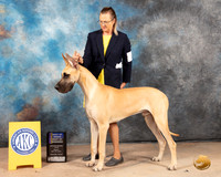 Great Dane #11 Fri WBBOWBOB Judge Joan Liebes