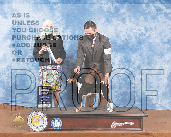 Basenji #10 Sat BOW Judge Jan PaulkMMJ_1013-MdlndM792021_HR3