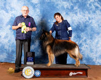 Belgian Turveran #7 Sat OHRBIS Judge Col Joe Purkhiser