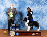 Border Collie #7 Sat OHG2 Judge Brian Meyer